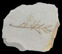 Metasequoia (Dawn Redwood) Fossil - Montana #62330-1